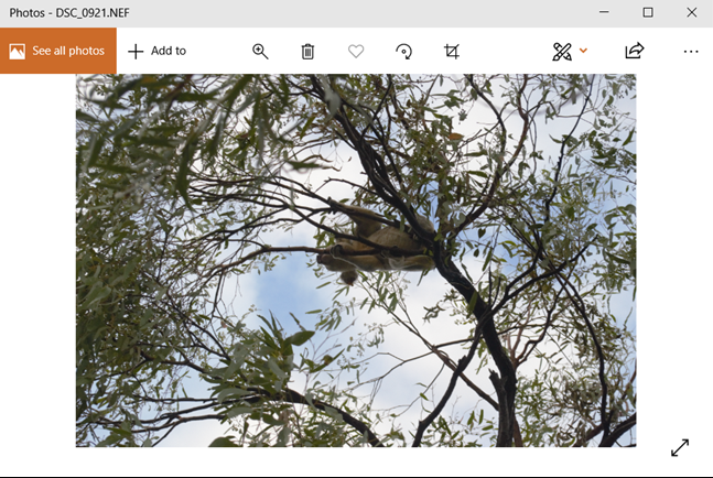 Windows 10: Download the RAW Images Extension
